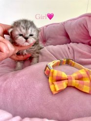 Rare Colours Gorgeous Persian Kittens For Sale 3 Girls 1 Boy 1 Boy 3 Girls 2 weeks old now Be ready to leave in 10 weeks (end of May) Mum- A gorgeous tabby Persian, loving, kind, loves hugs Dad- A handsome white and grey Persian, got silver tipped white long hair and blue eyes with a doll face, loving and affectionate K ...