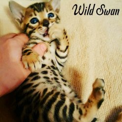 Питомник Wild Swan  предлагает Вам одних из самых лучших котят бенгальской породы в brown исполнении розетка на золоте ведущих кровных линий. В Ваш дом, выбранный Вами котёнок попадёт привитым, проглистованым, приученым к лотку и когтеточке. ... image 3