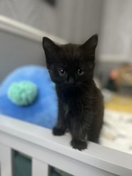 5 черных котят в поиске нового дома котятам 10 недель к лотку приучены кушают сухой и мокрый корм image 0