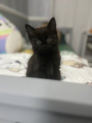 5 черных котят в поиске нового дома котятам 10 недель к лотку приучены кушают сухой и мокрый корм image 1
