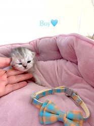 Rare Colours Gorgeous Persian Kittens For Sale 3 Girls 1 Boy 1 Boy 3 Girls 2 weeks old now Be ready to leave in 10 weeks (end of May) Mum- A gorgeous tabby Persian, loving, kind, loves hugs Dad- A handsome white and grey Persian, got silver tipped white long hair and blue eyes with a doll face, loving and affectionate K ... image 4