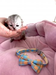 Rare Colours Gorgeous Persian Kittens For Sale 3 Girls 1 Boy 1 Boy 3 Girls 2 weeks old now Be ready to leave in 10 weeks (end of May) Mum- A gorgeous tabby Persian, loving, kind, loves hugs Dad- A handsome white and grey Persian, got silver tipped white long hair and blue eyes with a doll face, loving and affectionate K ...